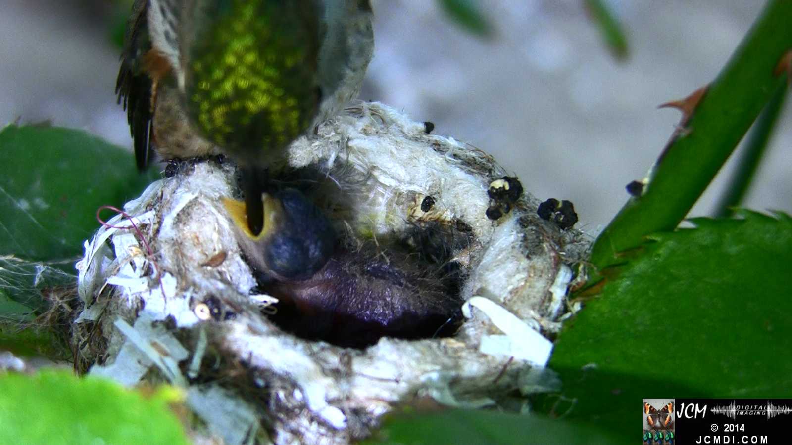 Allens Hummingbird feeding chick 2